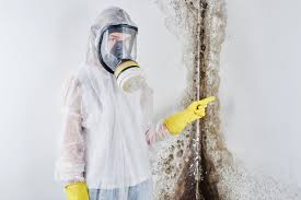 Reliable Bonita, CA Mold Removal Services Solutions